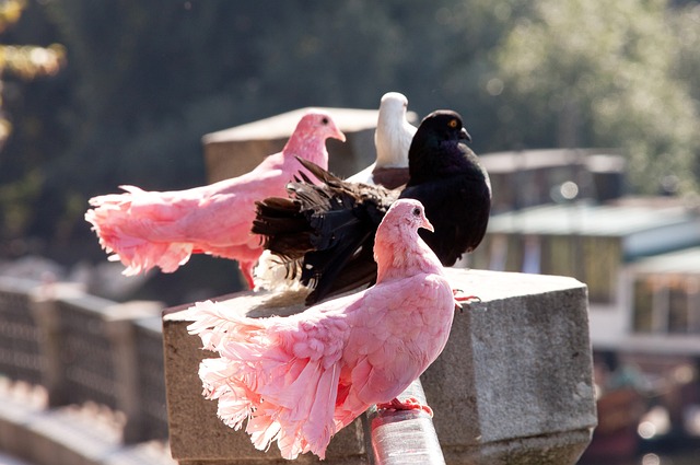 南京室内田径世锦赛60米栏：吴艳妮刷新全国纪录仍无缘决赛.